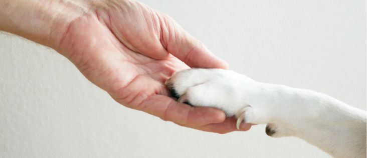 hond die pootje geeft