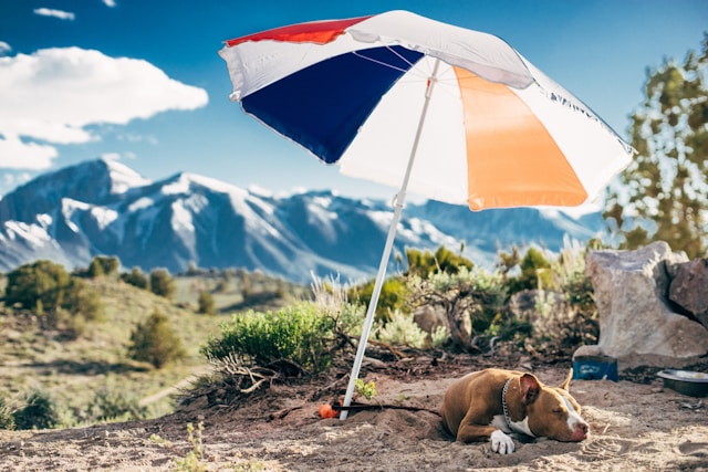 oververhitting hond voorkomen