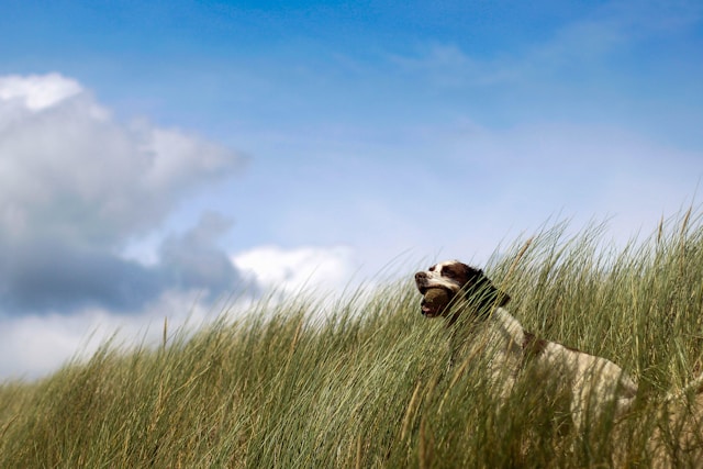 symptomen oververhitting hond