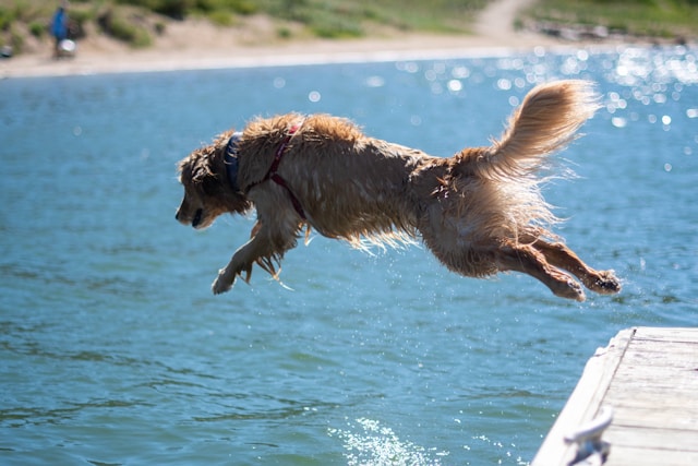 verkoeling hond