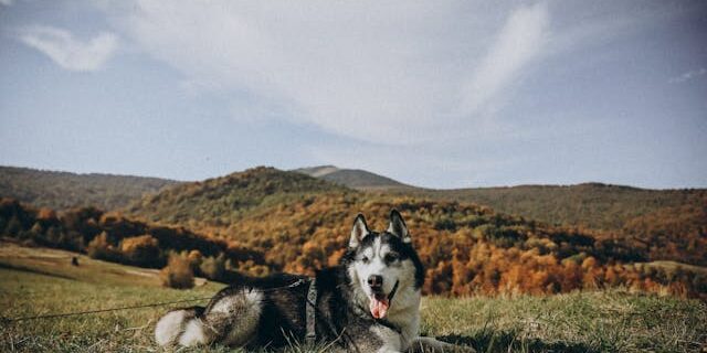 kennelhoest hond kennelhoest hond