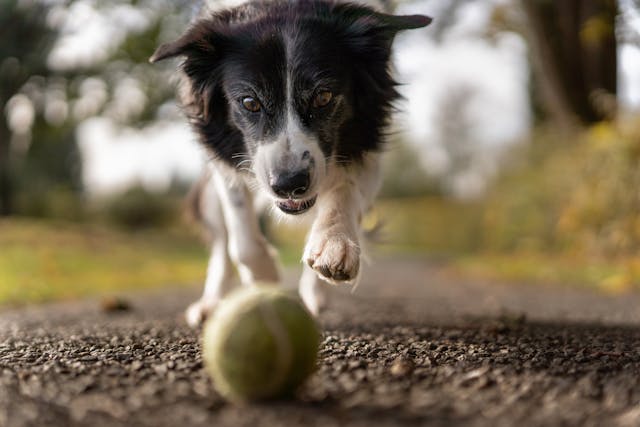 kennelhoest symptomen hond