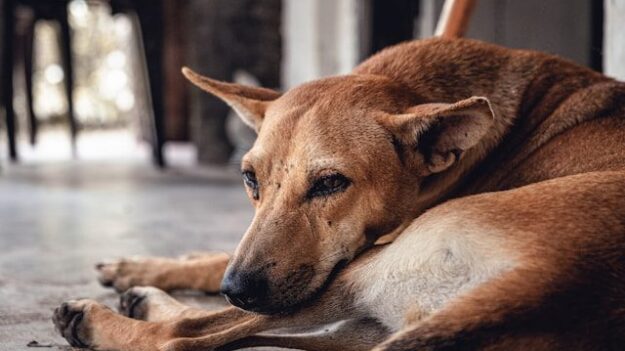 injectie tegen vlooien en teken hond