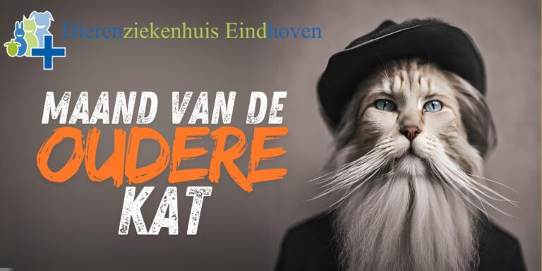 Maand van de oudere kat