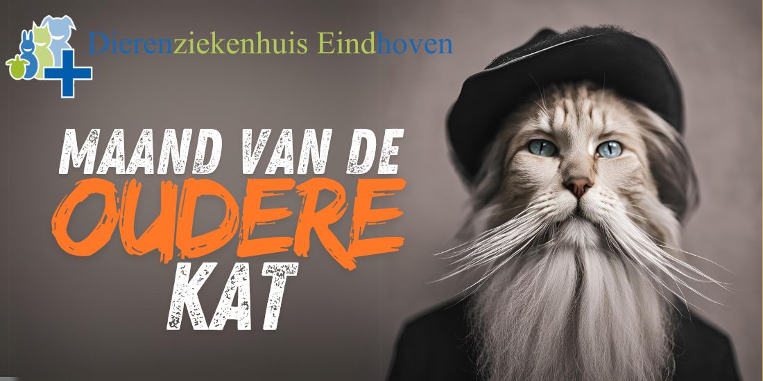 Maand van de oudere kat