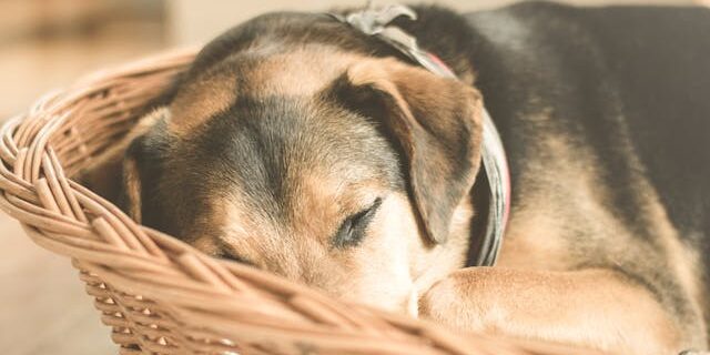 atopie hond symptomen atopie hond