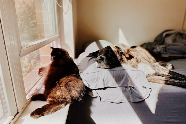 kat en hond