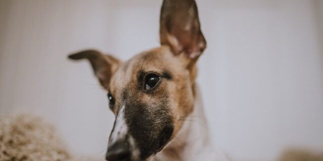 oormijt bij honden oormijt bij honden