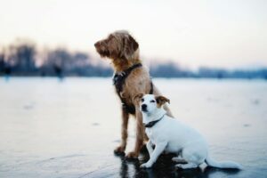 twee honden in de sneeuw