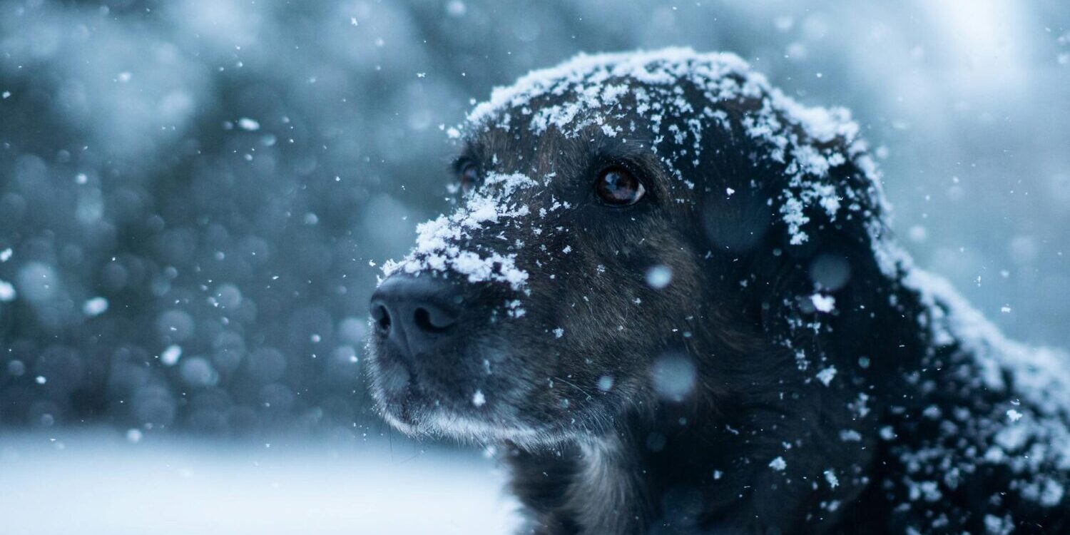 Hond in sneeuw