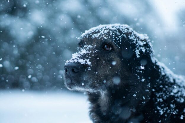 Hond in sneeuw