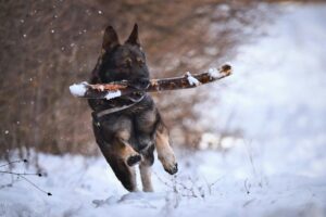Hond met tak in mond