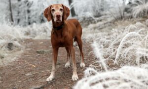Bruine honden in de sneeuw
