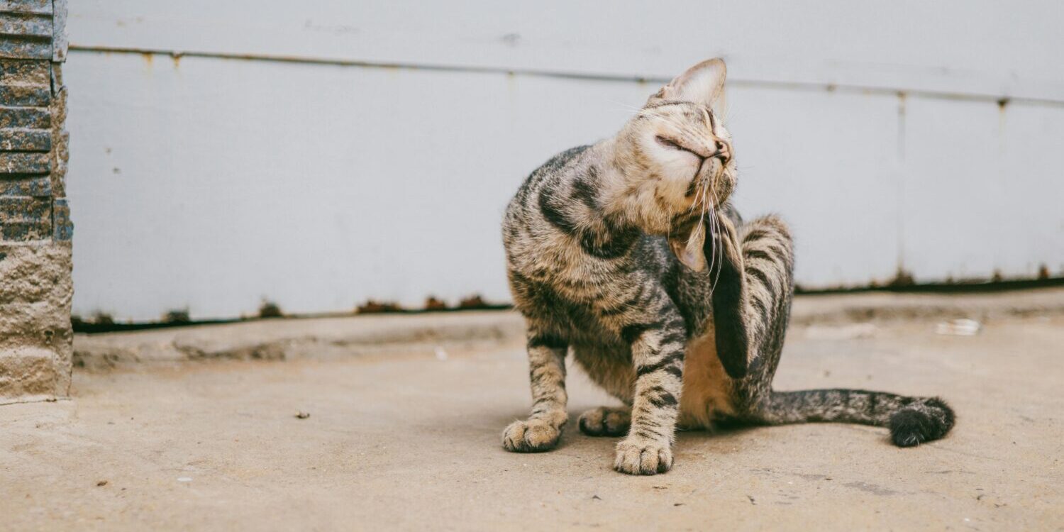 pexels-fox-58267-1265613