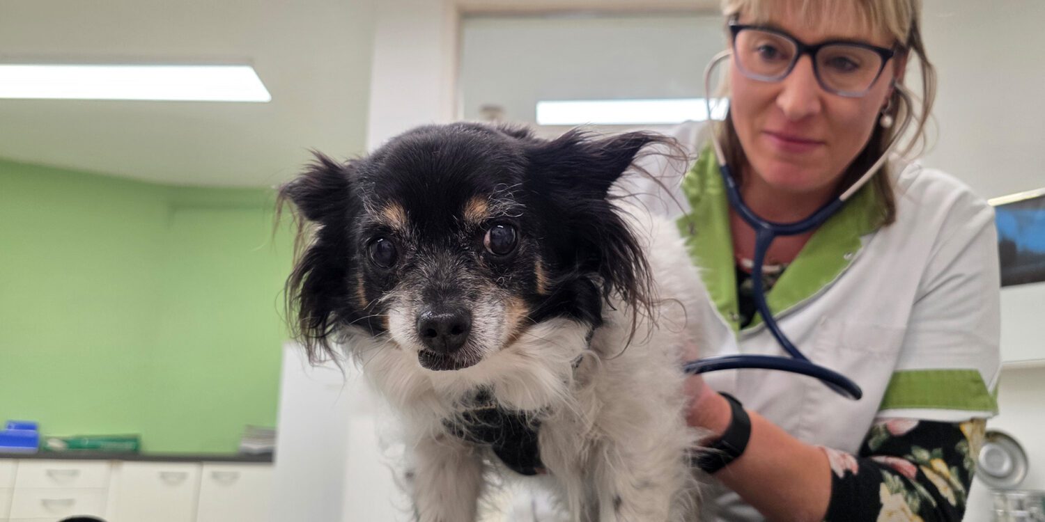 vacature-dzg vacature dzg