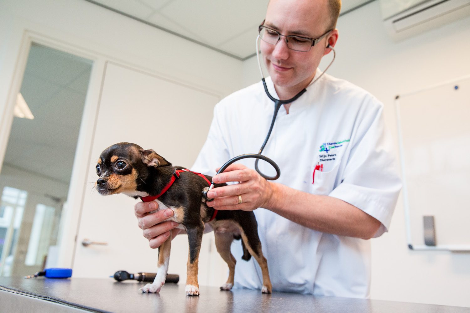 dierenarts aan het werk met een hond dierenarts aan het werk met een hond