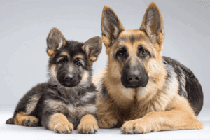 2 honden