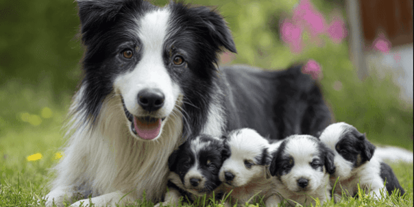 honden met puppy Hoe lang is een hond zwanger