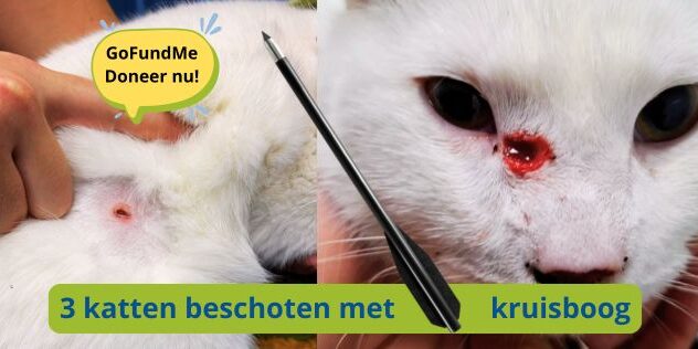 3-katten-beschoten-met-kruisboog-dierenarts