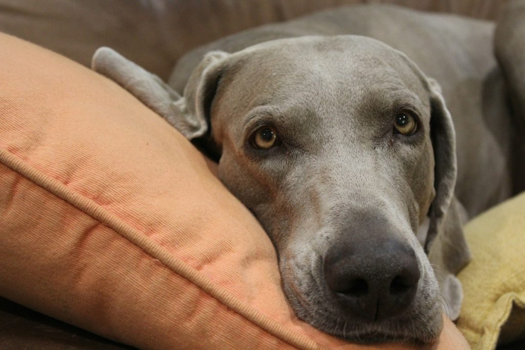 hond last van anaalklieren