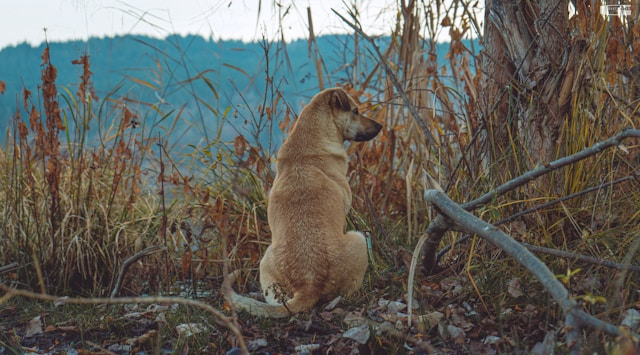 sleetje rijden hond in gras