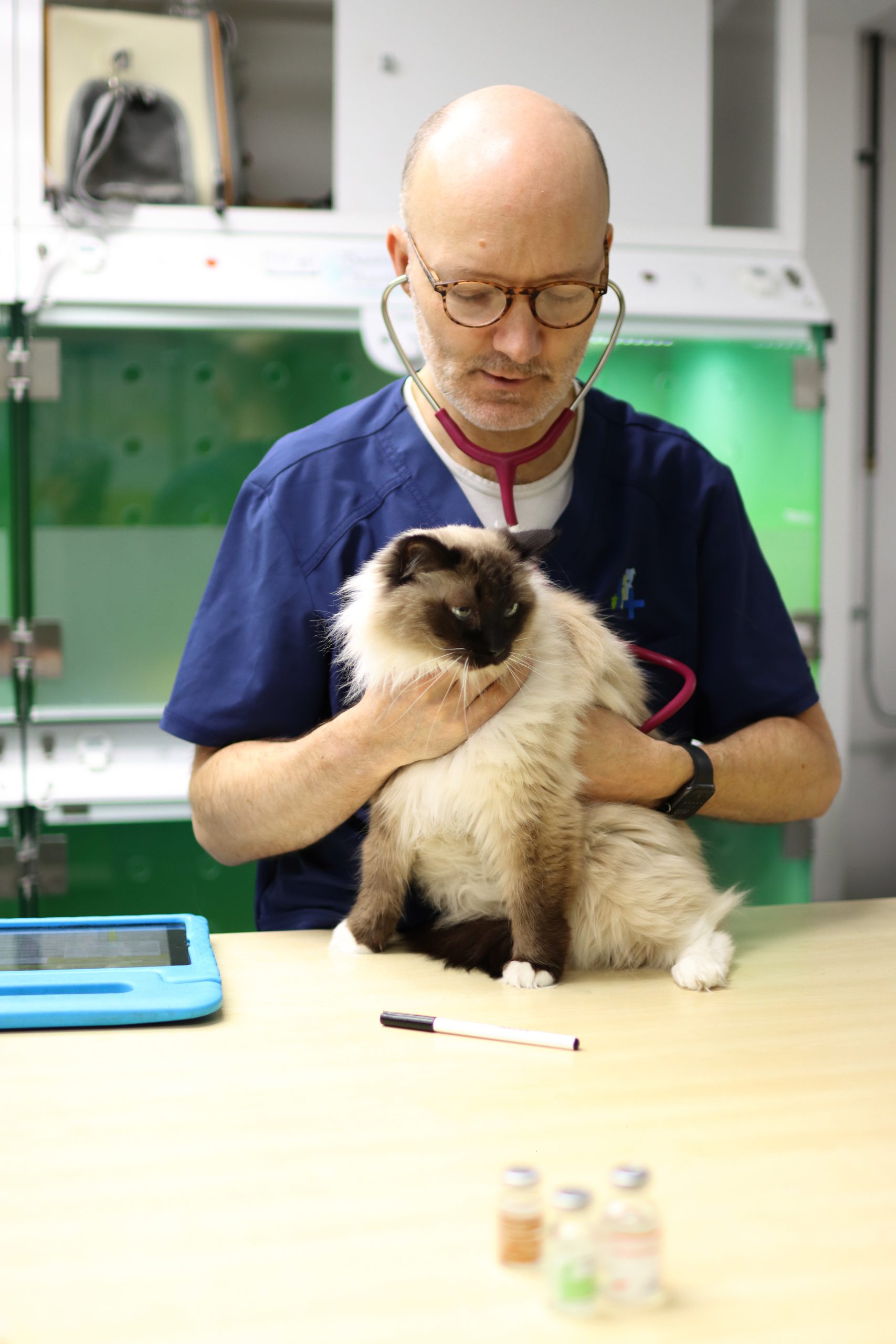 kat bij dierenarts in eindhoven voor spoed geval
