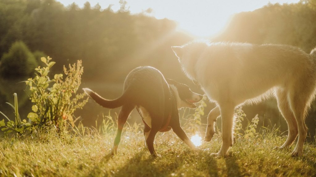 Loopsheid hond: een reu besnuffelt een loopse teef tijdens de wandeling