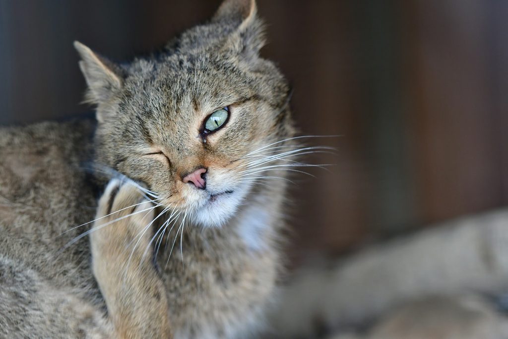 Een kat die jeuk heeft aan zijn oortje