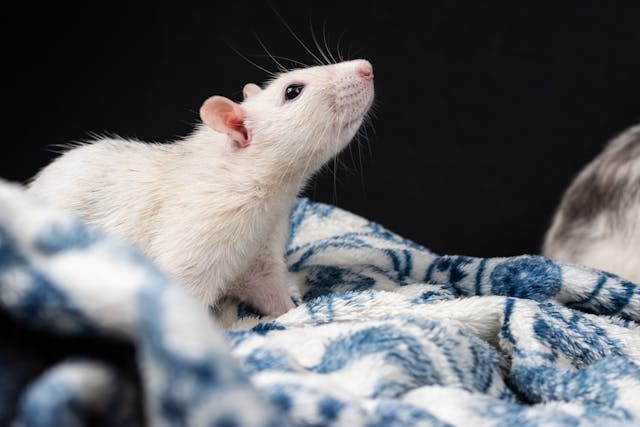 behandeling ratten