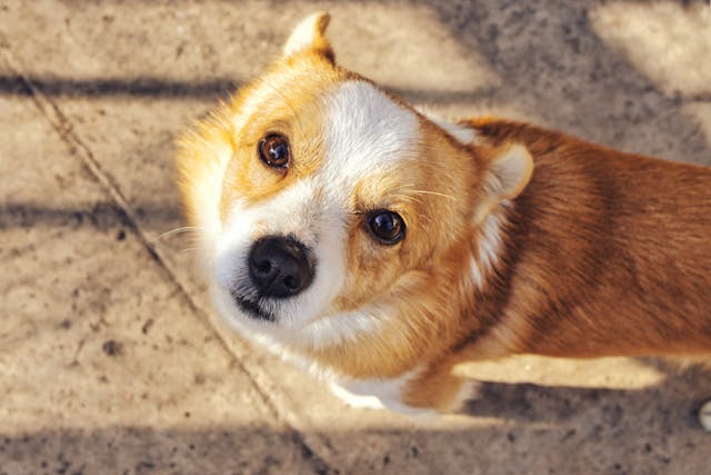 symptomen atopie hond